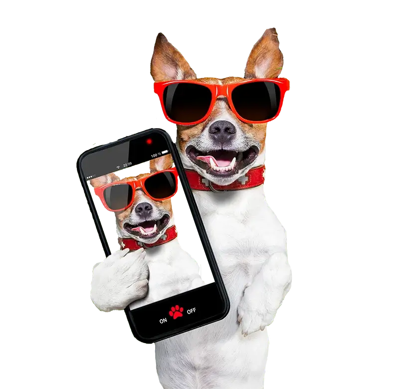 Smiling dog in red sunglasses holding phone from business mobiles